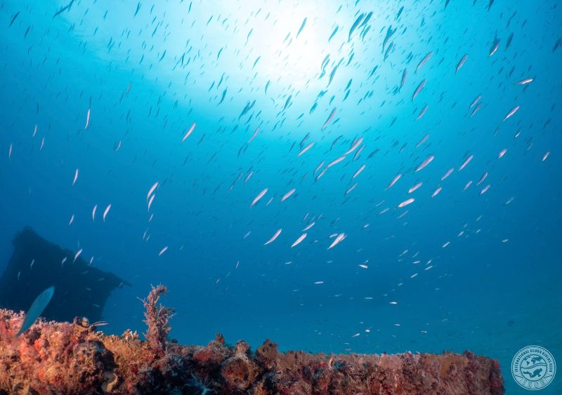 C-One - Fish is abundant in this site