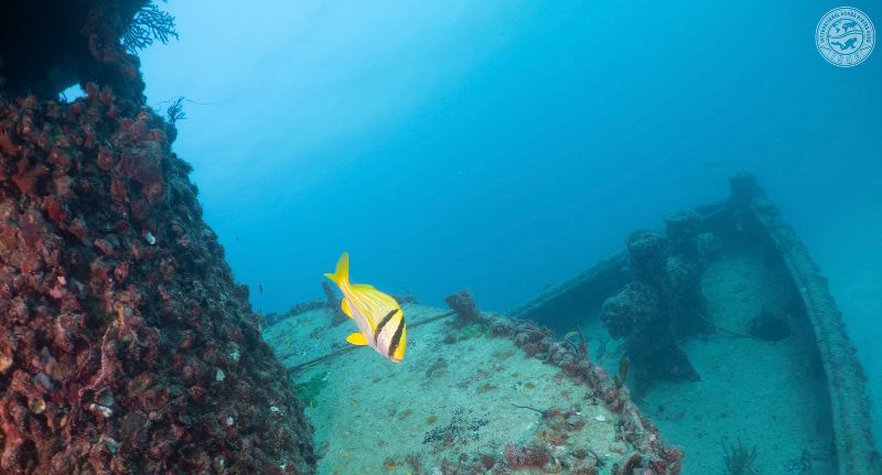 C-One - A view of the bow of the wreck