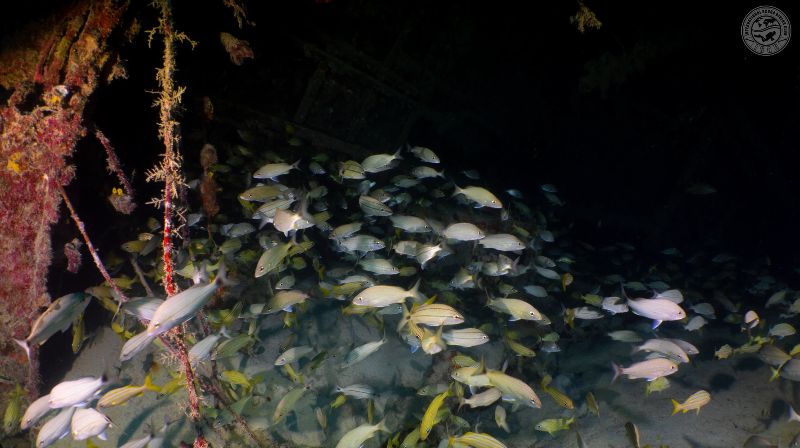 La Concepcion - A school of grunts inside the wreck