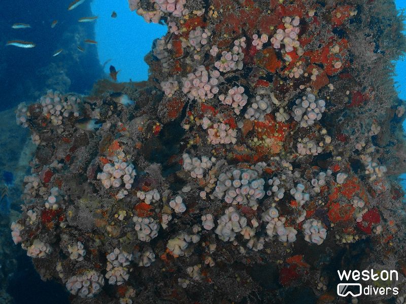 La Concepcion - Corals have overtaken the wreck long ago
