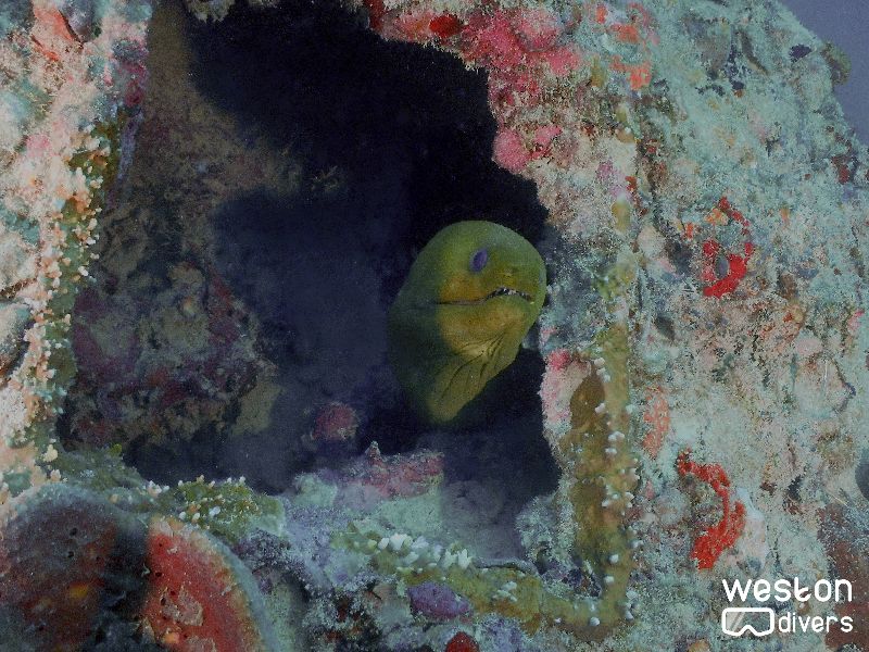 La Concepcion - An eel poses for the picture