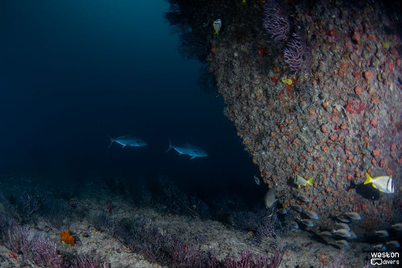 Dantor - Corals have colonized the wreck