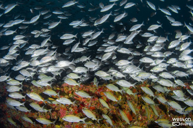 Dantor - Schools of fish are common in this site