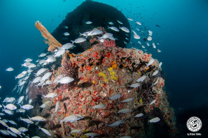 Donald G. McAllister - Marine life thrives in this wreck