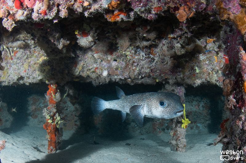 Emmi Boggs - A pufferfish hides in the barge