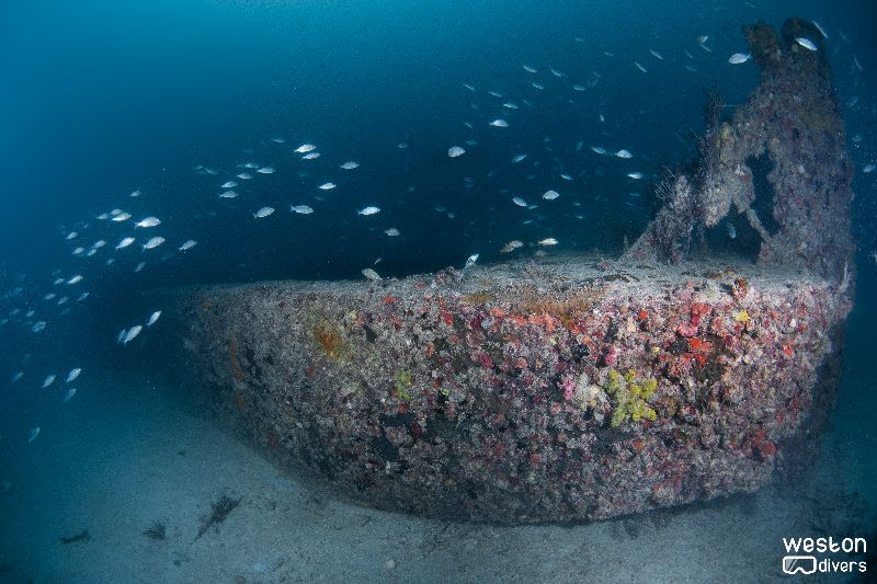 Emmi Boggs - All type of marine life can be found in this site