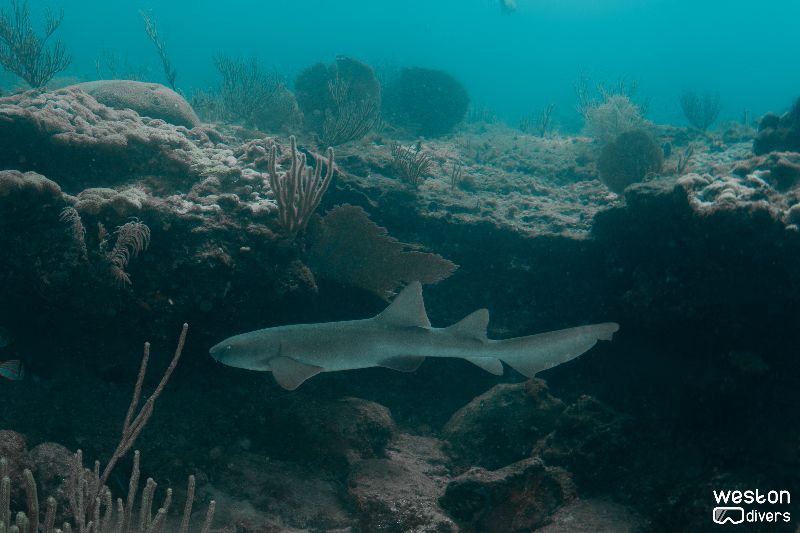 Nurse Shark - A nurse shark patrols the ledge