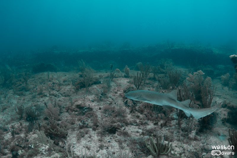 Nurse Shark - Nurse sharks are abundant in this site