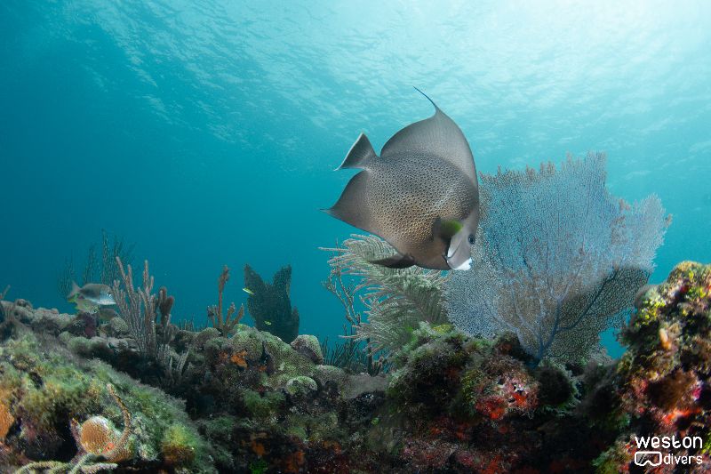 Nurse Shark - An angel fish poses for the picture over the ledge