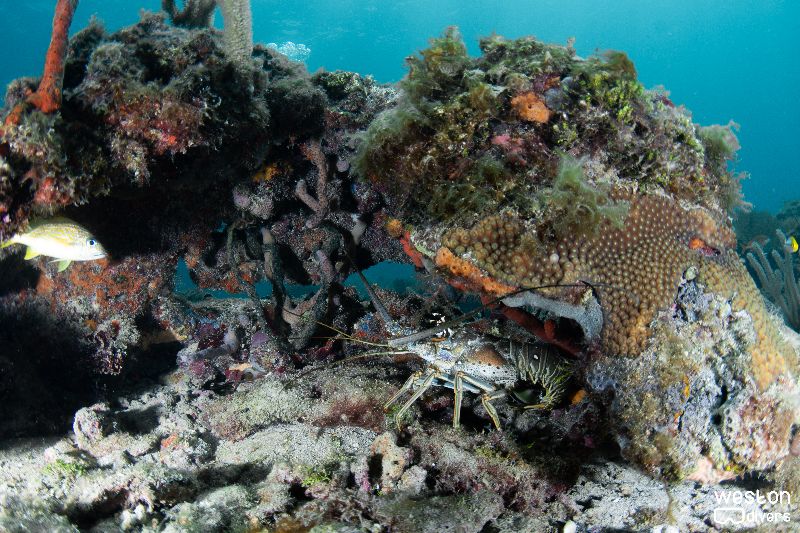 Nurse Shark - Lobster say present in this site too
