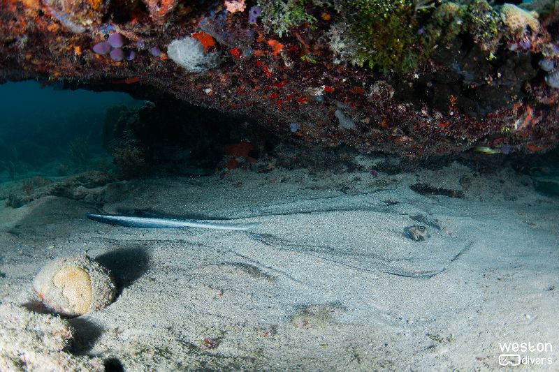 Nurse Shark - A southern stingray rests under the ledge