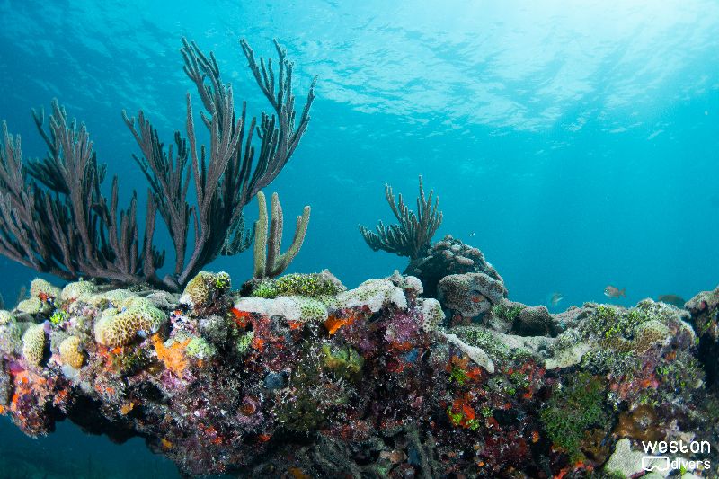 Nurse Shark - This site shows typical florida coral formations