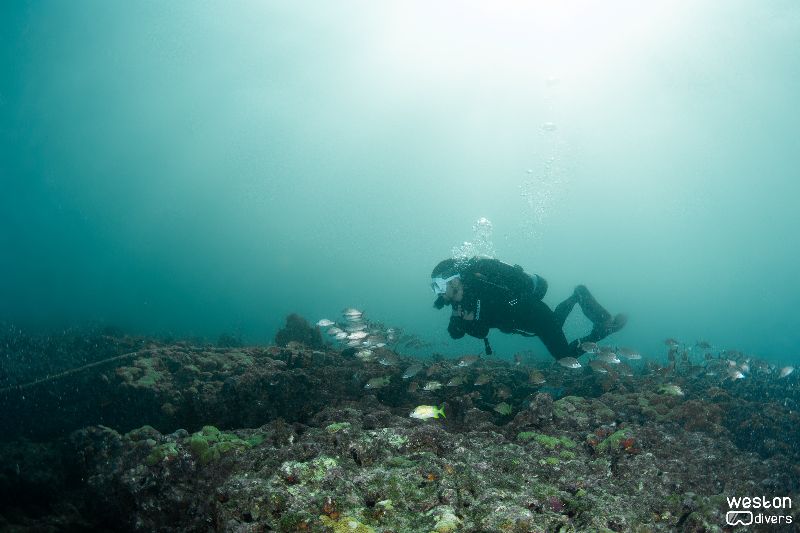 Barracuda - A diver explores the west facing ledge