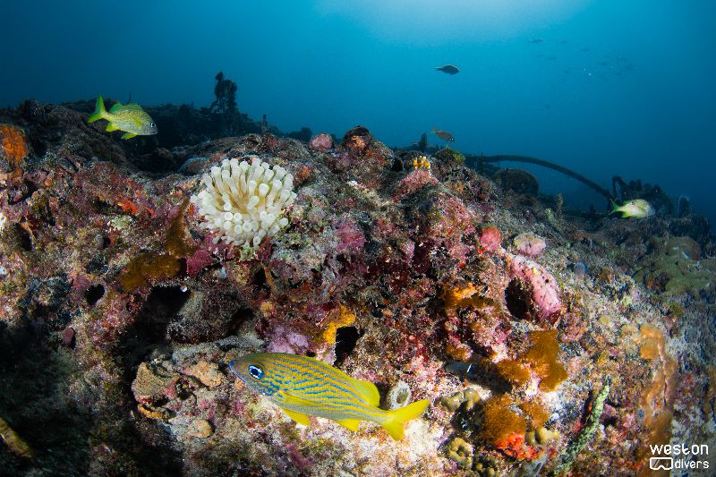 Barracuda - Grunts are very commonly found in this place