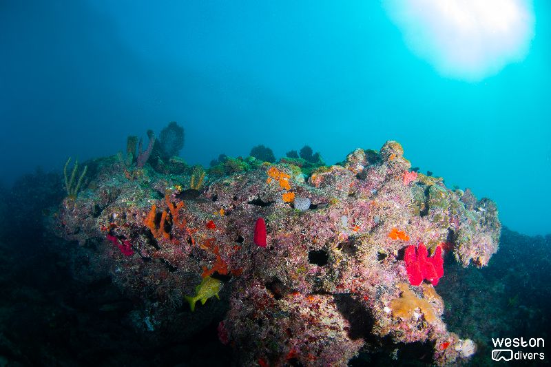 Barracuda - All kind of soft and hard corals can be found in this site