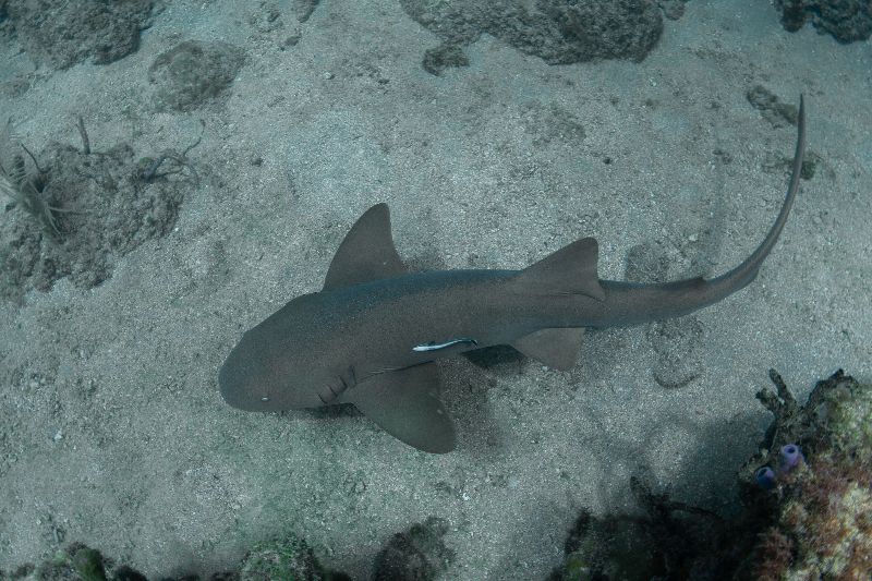 The Caves - A nurse shark swimming in near the ledge