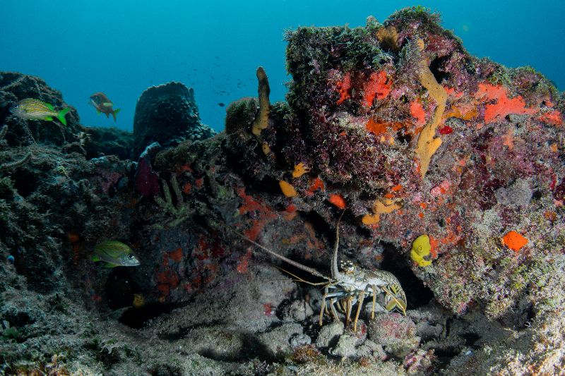 The Caves - Lobsters find shelter in the mini "caves" formations at this site