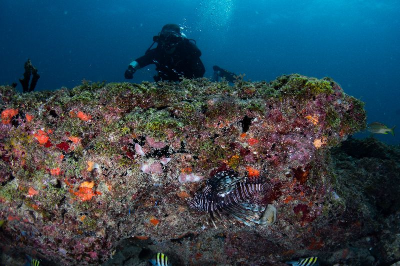 The Caves - A dive over the ledge staring at an invasive lion fish