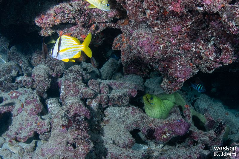 Oakland Ridges - An eel stares at a pork fish