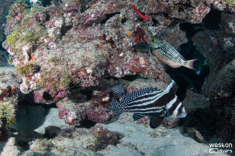 Oakland Ridges - All kind of tropical fish can be found in this site