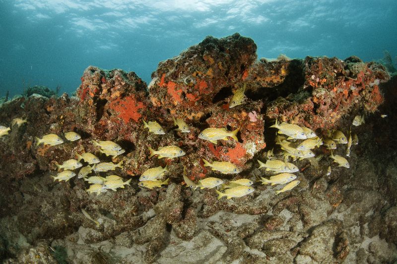 Oakland Ridges - The west facing ledge is where divers want to focus their attention