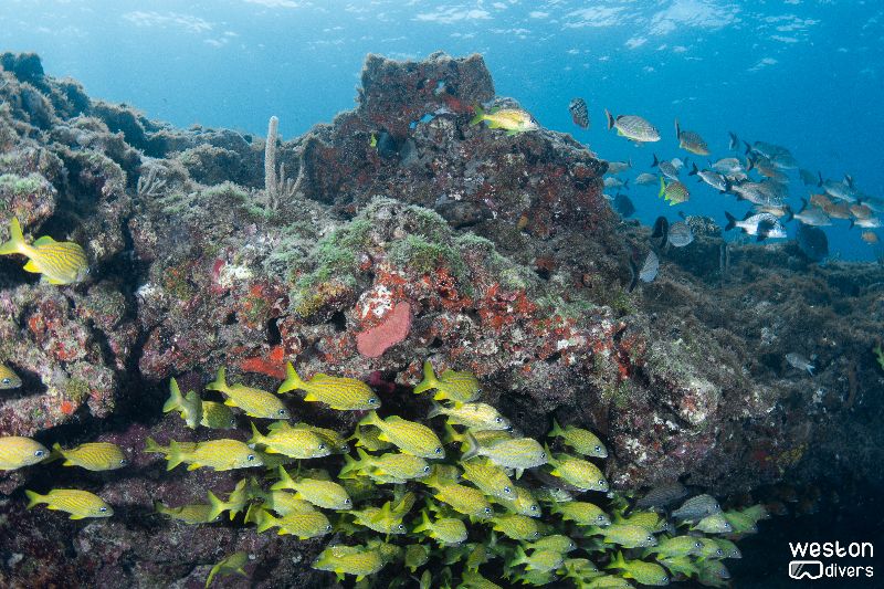 Oakland Ridges - A school of grunts find shelter under the ledge