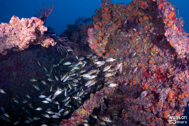 Rebel - Corals have colonized the wreck