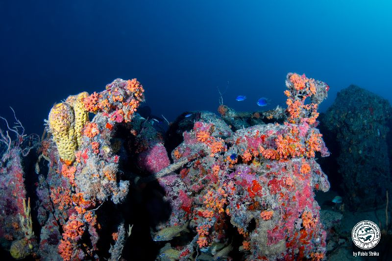Jim Atria - This wreck has been underwater for quite a long time. Corals have colonized most of it