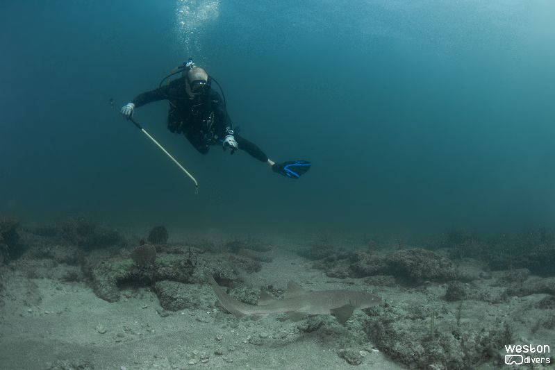 Pompano Drop Off - This is a popular site for divers looking for lobsters