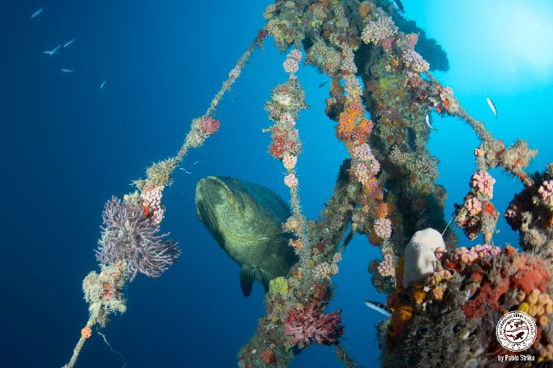 Imor - The king of the wreck - the Goliath grouper - checking what divers are doing