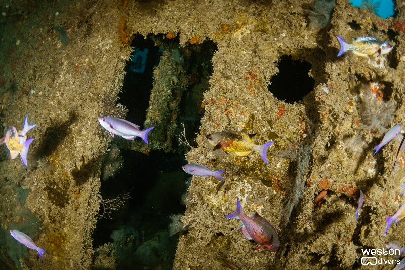 Imor - Marine life is abundant in this site