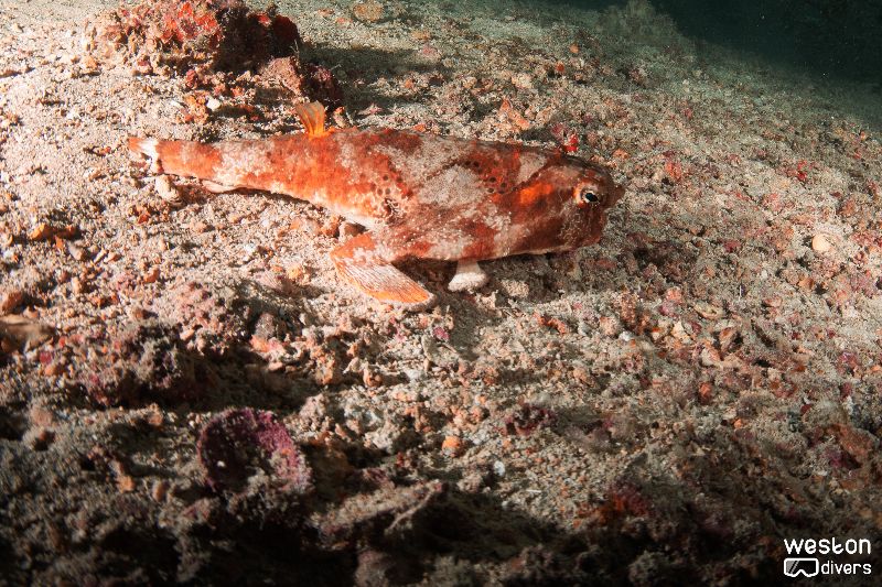 Dewitt Clinton - A frog fish lays on the sand near the wreck
