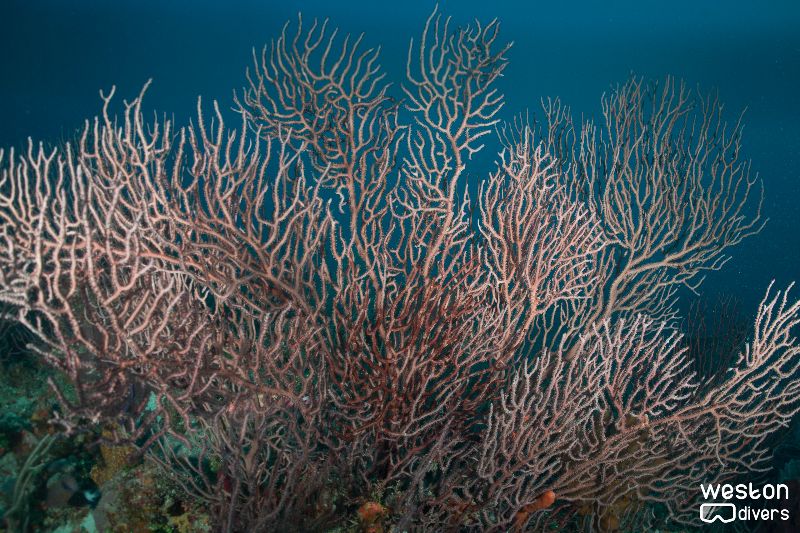 Pompano Trench - This site has tons of soft corals