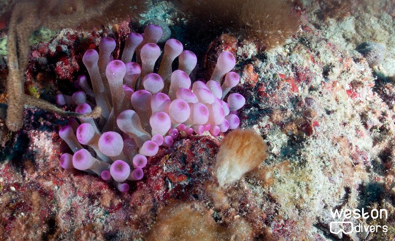 Pompano Trench - A giant anemone