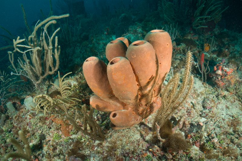 Pompano Trench - Many sponges grow in this site