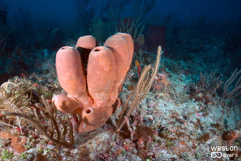 Lost Ledge - Sponges are very common in this site