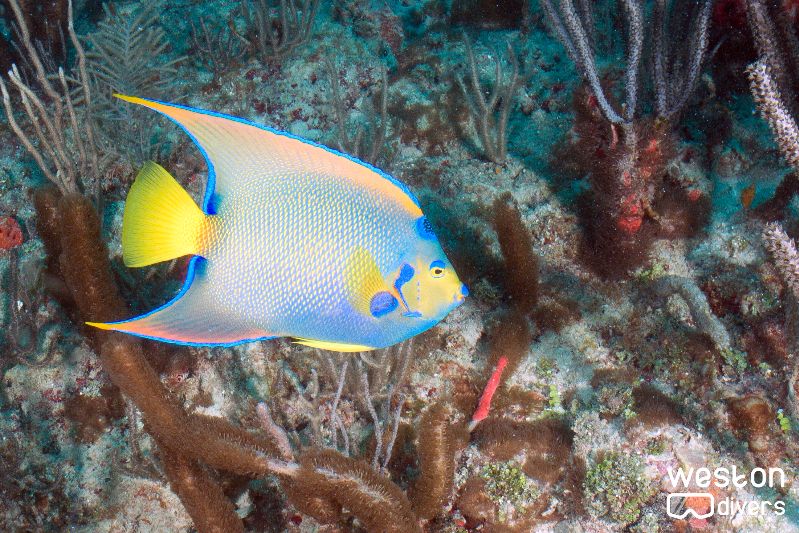 Lost Ledge - A queen angelfish swims in the reef