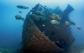 MV Castor - Goliath groupers aggregate in big numbers by the end of the summer