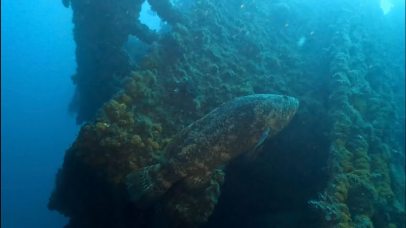 MV Castor - A Goliath grouper glides near the wreck
