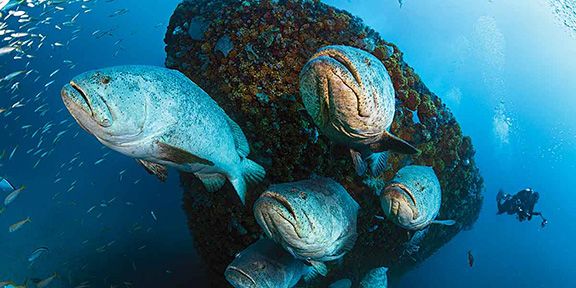 MV Castor - Goliath groupers pose for the picture