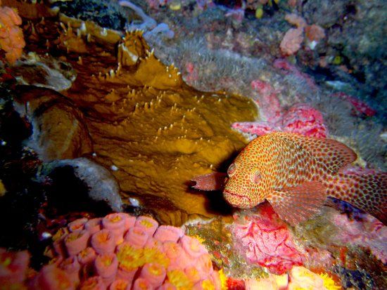 Delray Ledge - The coral is very alive in this site