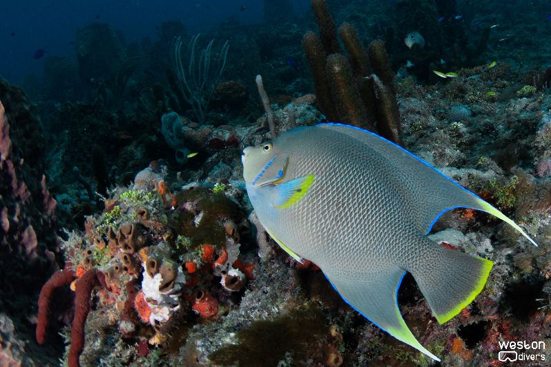 Sunkist - A queen angel fish swims over the reef