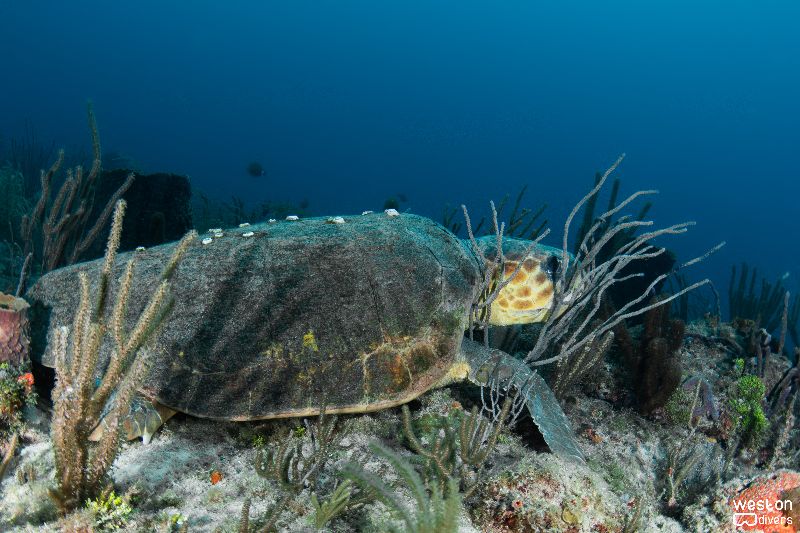 Sunkist - A massive turtle rests on the reef