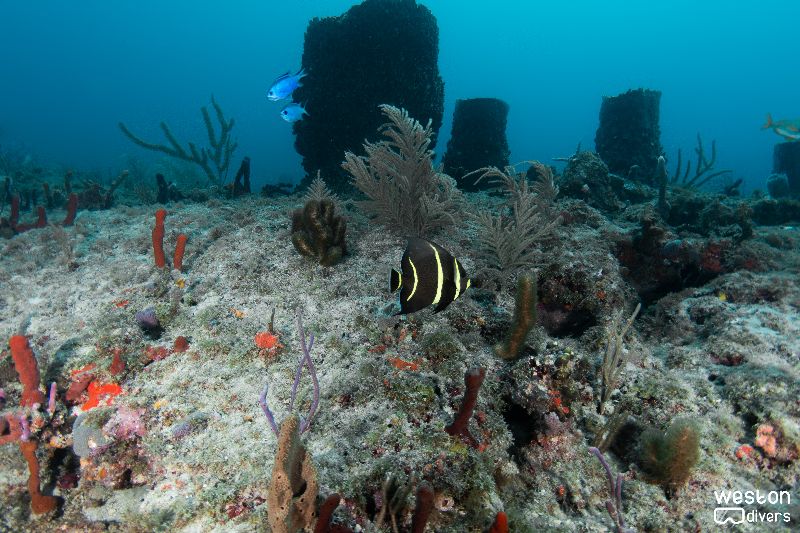 Sunkist - Barrel sponges and a juvenile angel fish