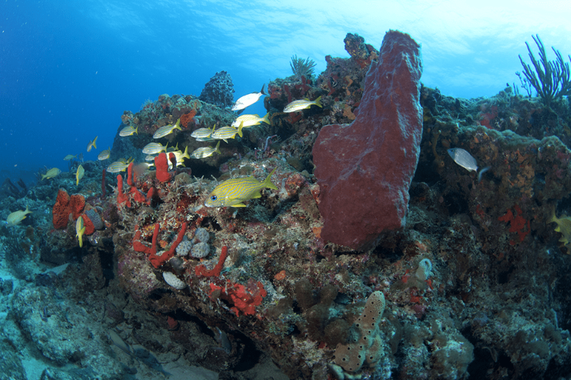 San Remo - The ledge at San Remo is always full of life