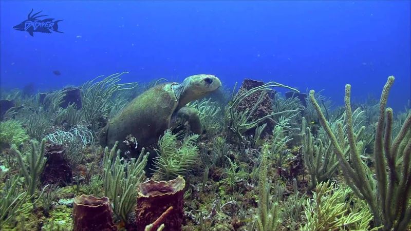 Finks Grouper Hole - A turtle rests on the reef