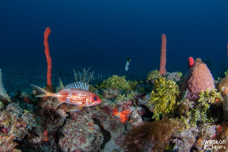 Razzle Dazzle - A squirrel fish swims in the reef