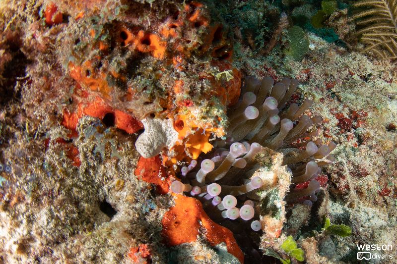 Razzle Dazzle - A giant anemone dances with the current