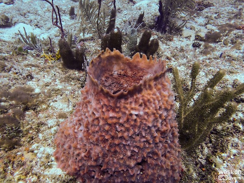 Razzle Dazzle - Barrel sponges are abundant in this site
