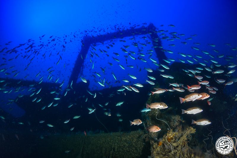 Cruz del Sur - The stern arch is still standing. Marine life is abundant